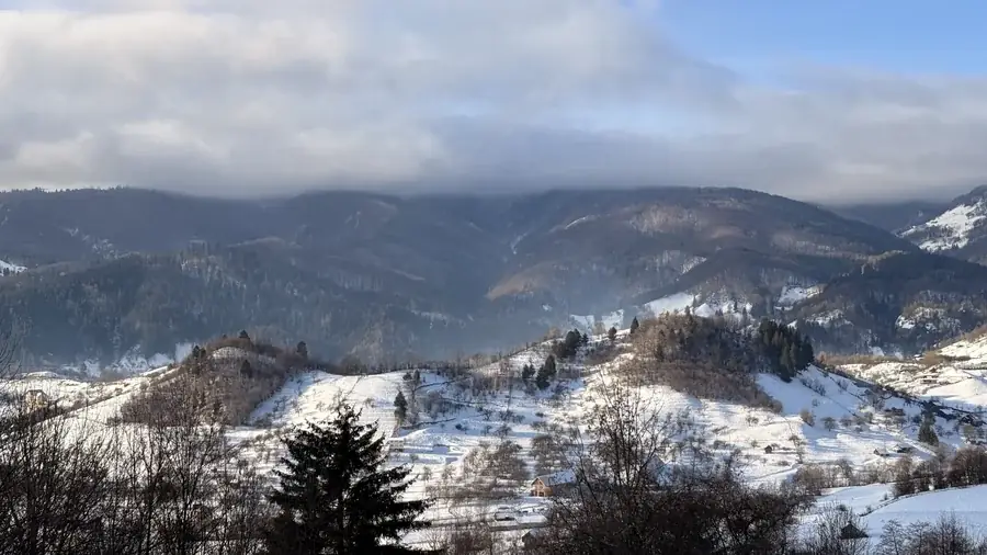 A fir tree and snowy hills, with the mountains in cloud