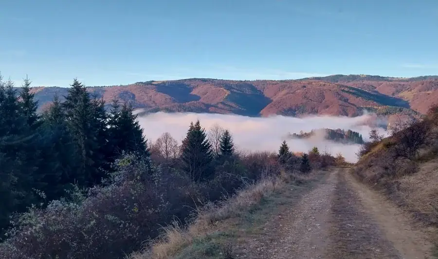 Morning fog filling the valley, seen from a mountain track among fir trees